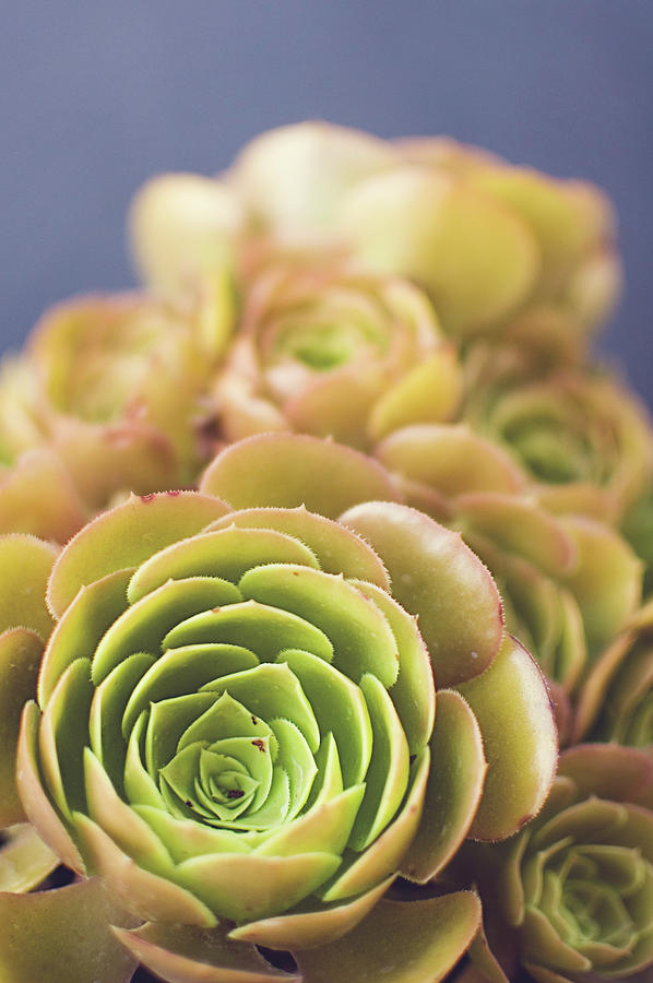 Blushing Aeonium Succulent Photograph by Lisa Gutierrez