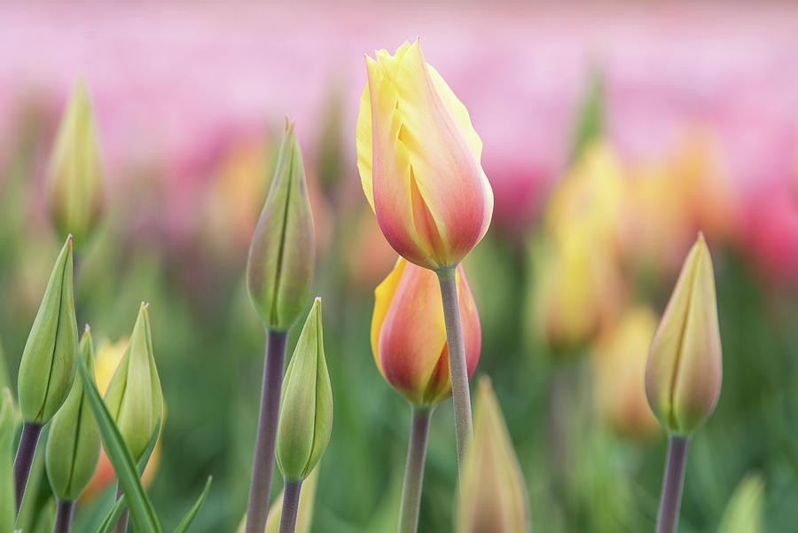 Blushing Beauty Tulips by Johanna Froese Blushing Beauty Tulips by Johanna Froese