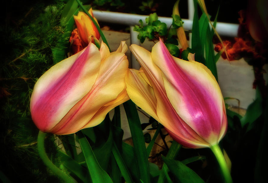 Blushing Beauty Tulips Kissing 001 Photograph by George Bostian