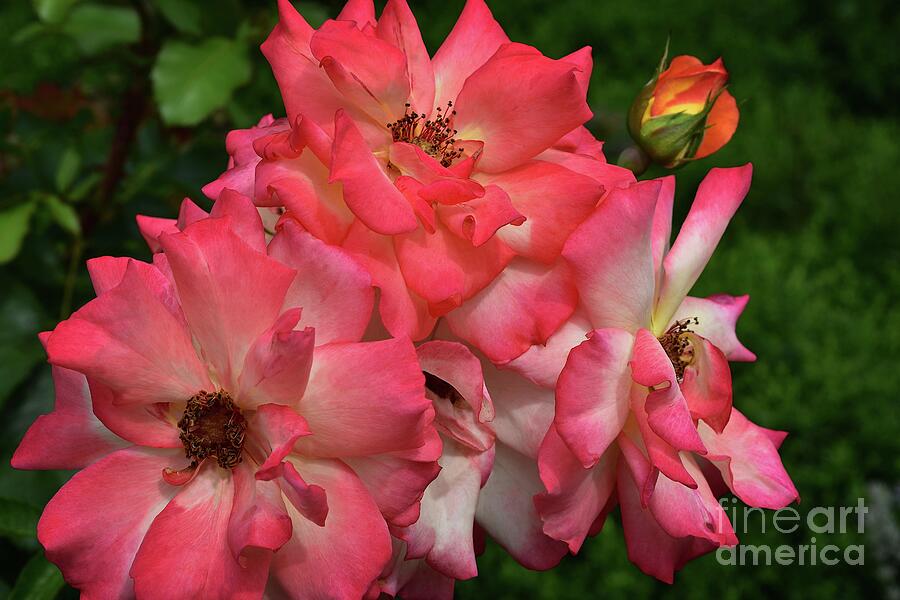 Blushing Floribunda Roses Photograph by Yvonne Johnstone
