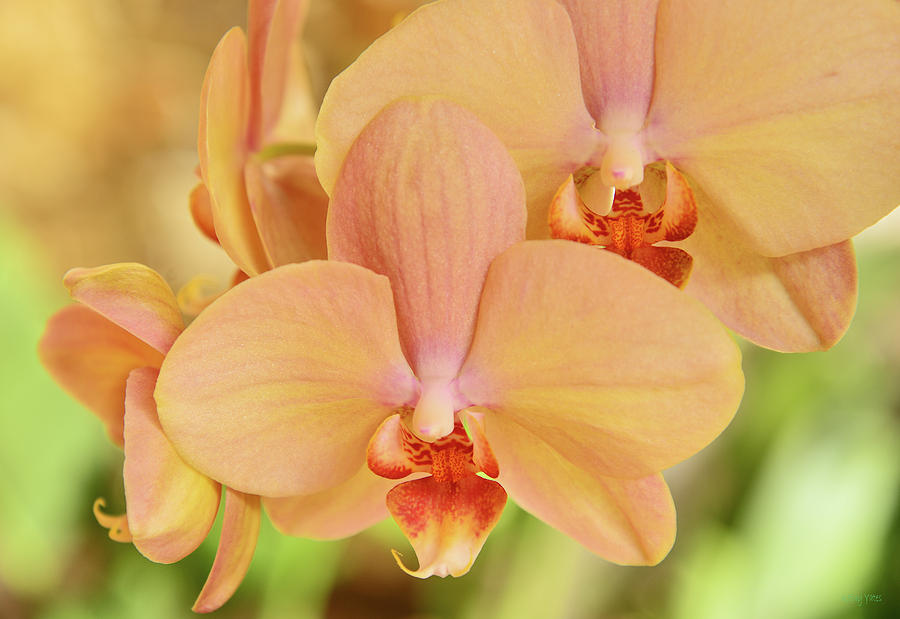 Blushing Orchids Photograph by Kathy Yates
