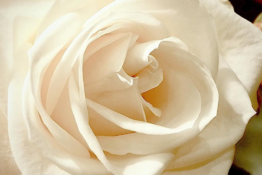 Blushing rose photography