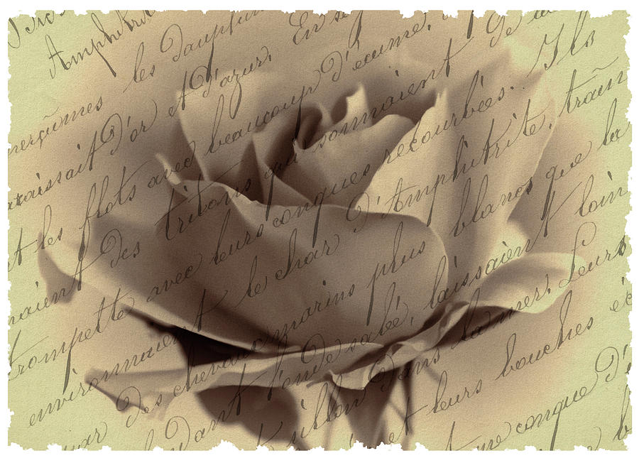 Blushing Rose Photograph by Cathy Kovarik