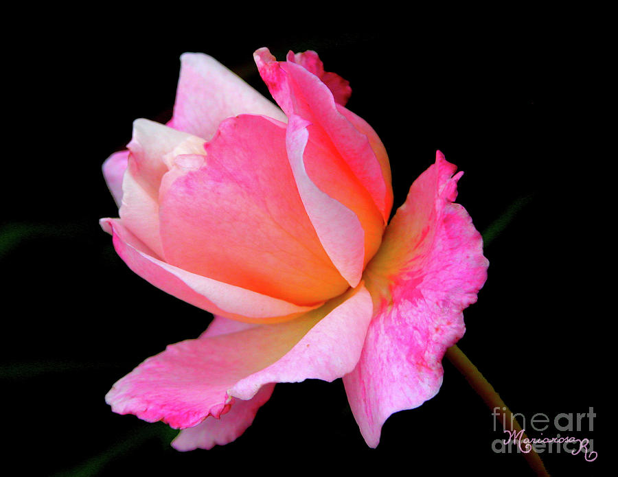 Blushing Rose Photograph by Mariarosa Rockefeller
