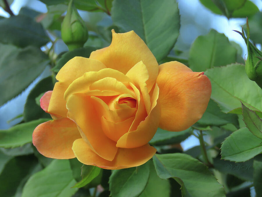 Blushing Yellow Rose - The Perfect Yellow Rose - Floral Photography Photograph by Brooks Garten Hauschild