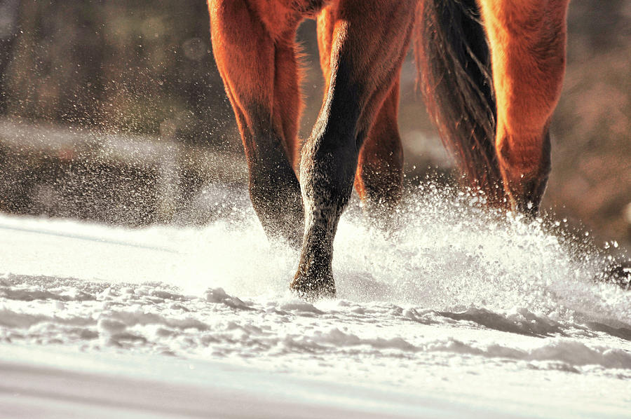 Blustery Trot Photograph by Dressage Design