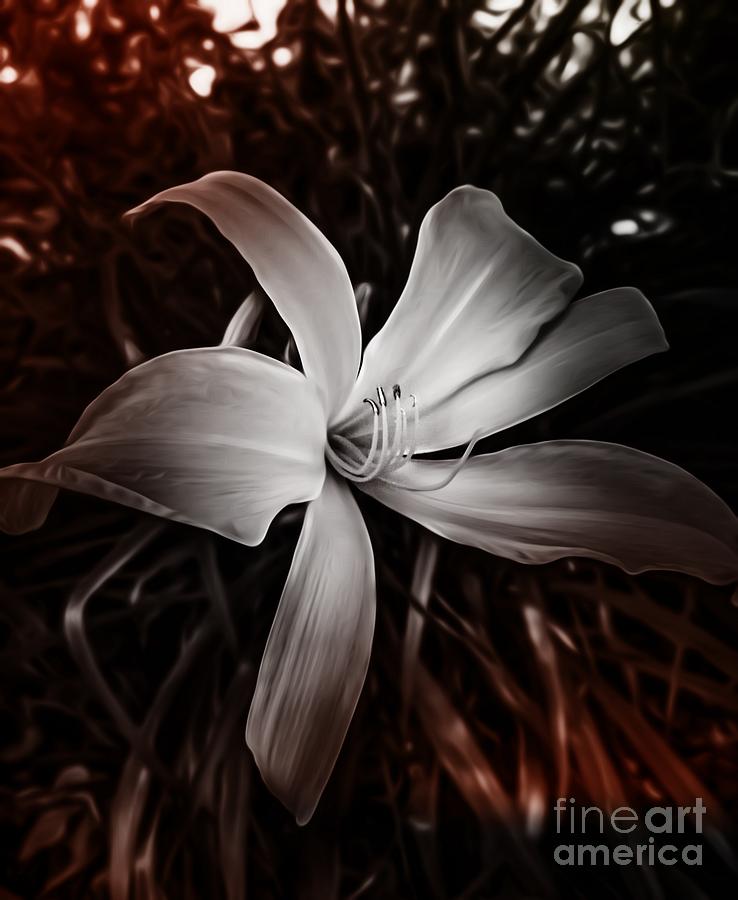 Nature Photograph - BNW FLORAL 0627a by Howard Roberts