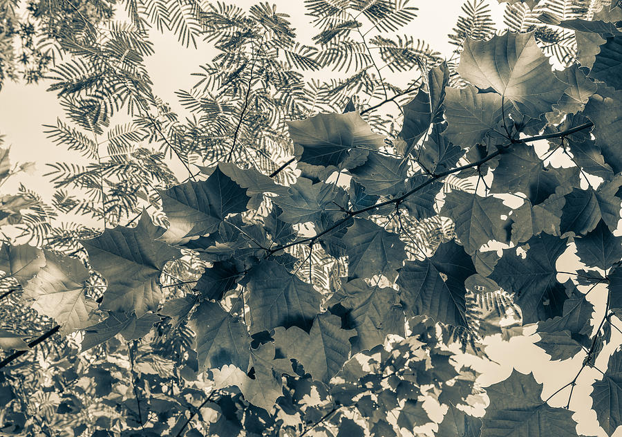 BNW Leaves by Keith Smith BNW Leaves by Keith Smith