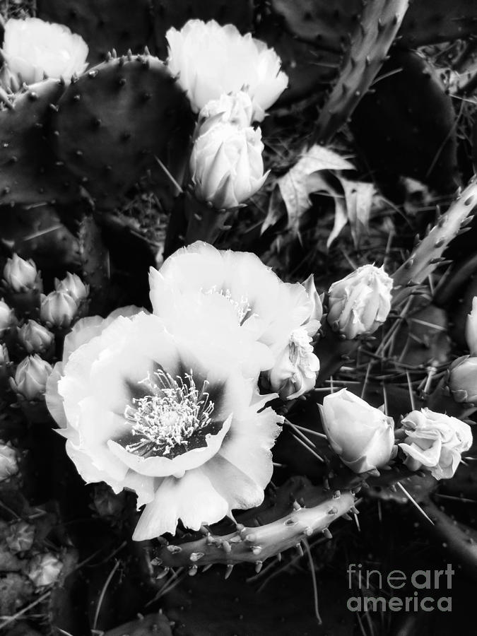 BNW Prickly Pear Cactus In Full Bloom Photograph by Rachel Hannah