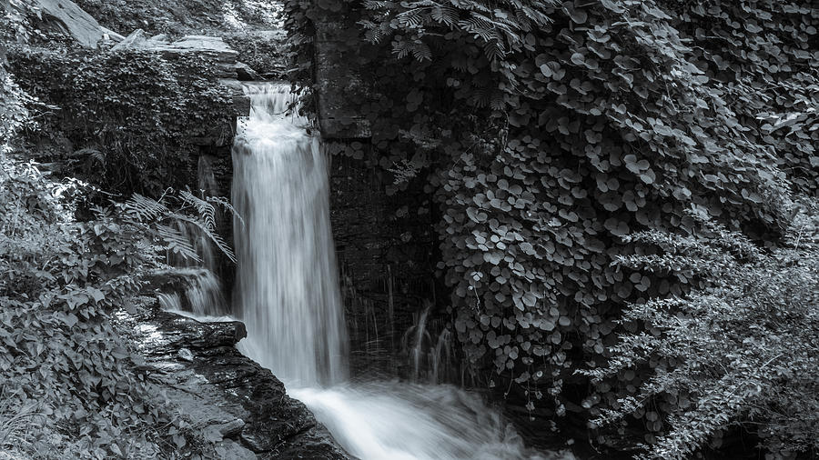 BNW Waterfall and Flora by Keith Smith BNW Waterfall and Flora by Keith Smith