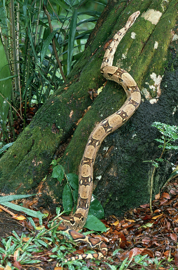 Boa Constrictor  Constrictor Photograph by Nhpa