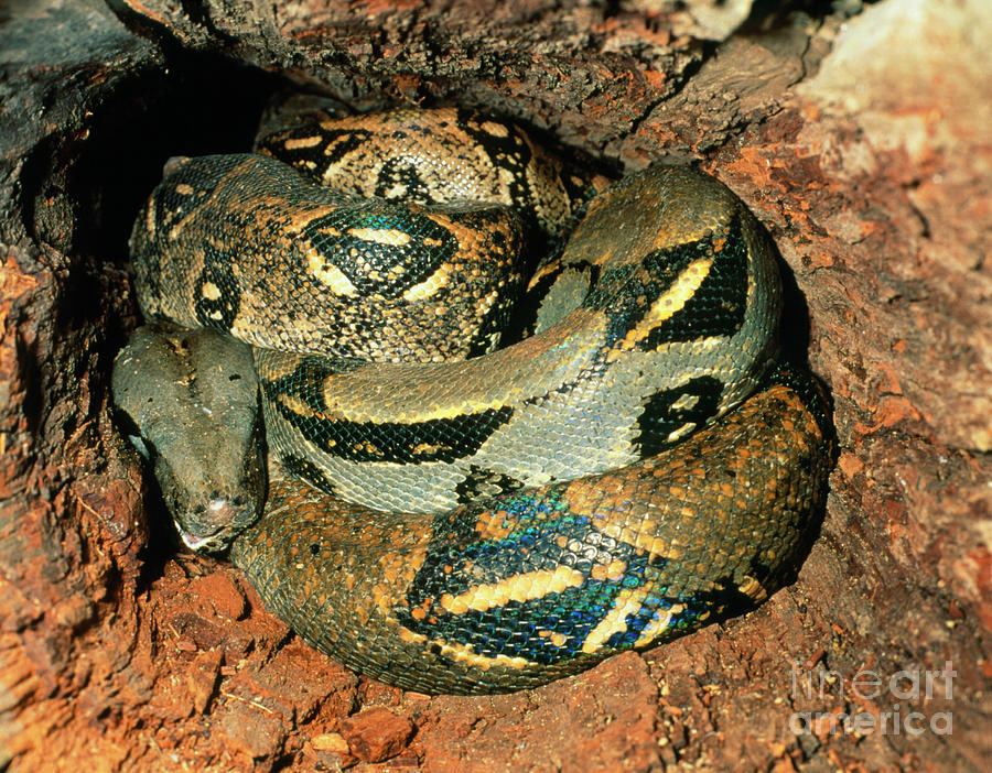 Snake Photograph - Boa Constrictor Snake by Sinclair Stammers/science Photo Library