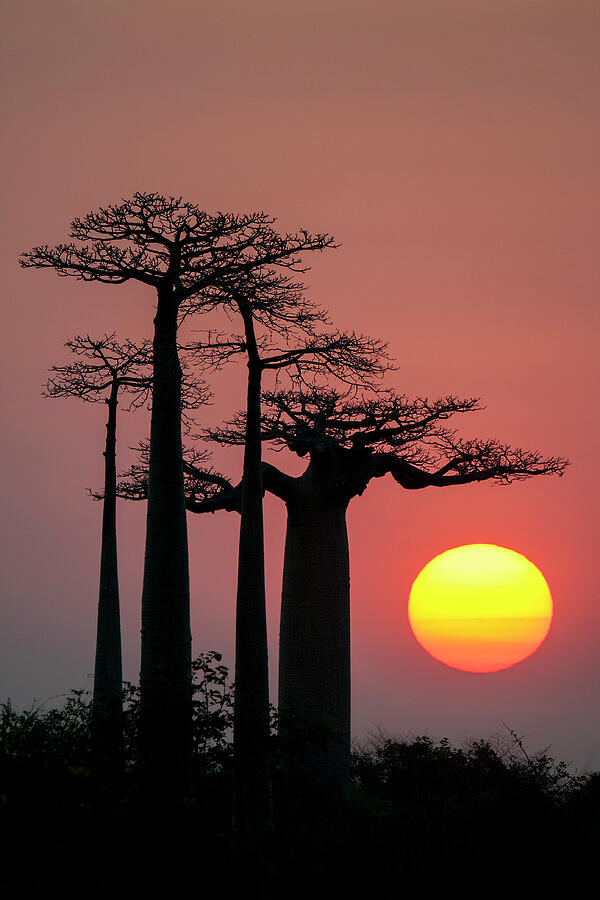 Boababs Silhouetted At Sunrise. Allee Des Baobabs / Avenue Photograph by Bernard Castelein / Naturepl.com Boababs Silhouetted At Sunrise. Allee Des Baobabs / Avenue Photograph by Bernard Castelein / Naturepl.com