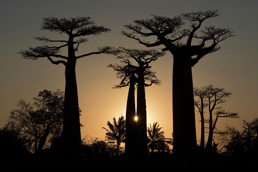 Boababs Silhouetted At Sunset, Allee Des Baobabs / Avenue Photograph by Bernard Castelein / Naturepl.com Boababs Silhouetted At Sunset, Allee Des Baobabs / Avenue Photograph by Bernard Castelein / Naturepl.com