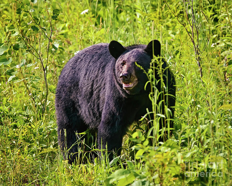 Boar Black Bear Photograph by Timothy Flanigan