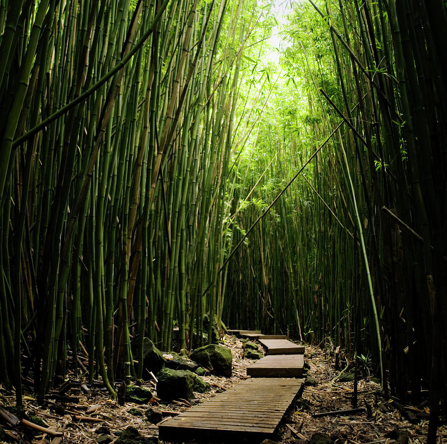 Boardwalk In Bamboo Forest Photograph by Danielle D. Hughson