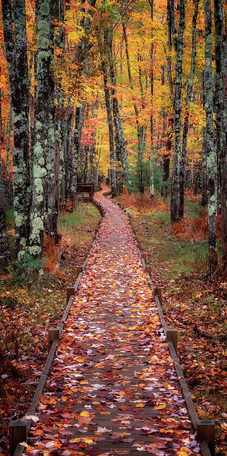 Boardwalk of Leaves Photograph by Darylann Leonard Photography