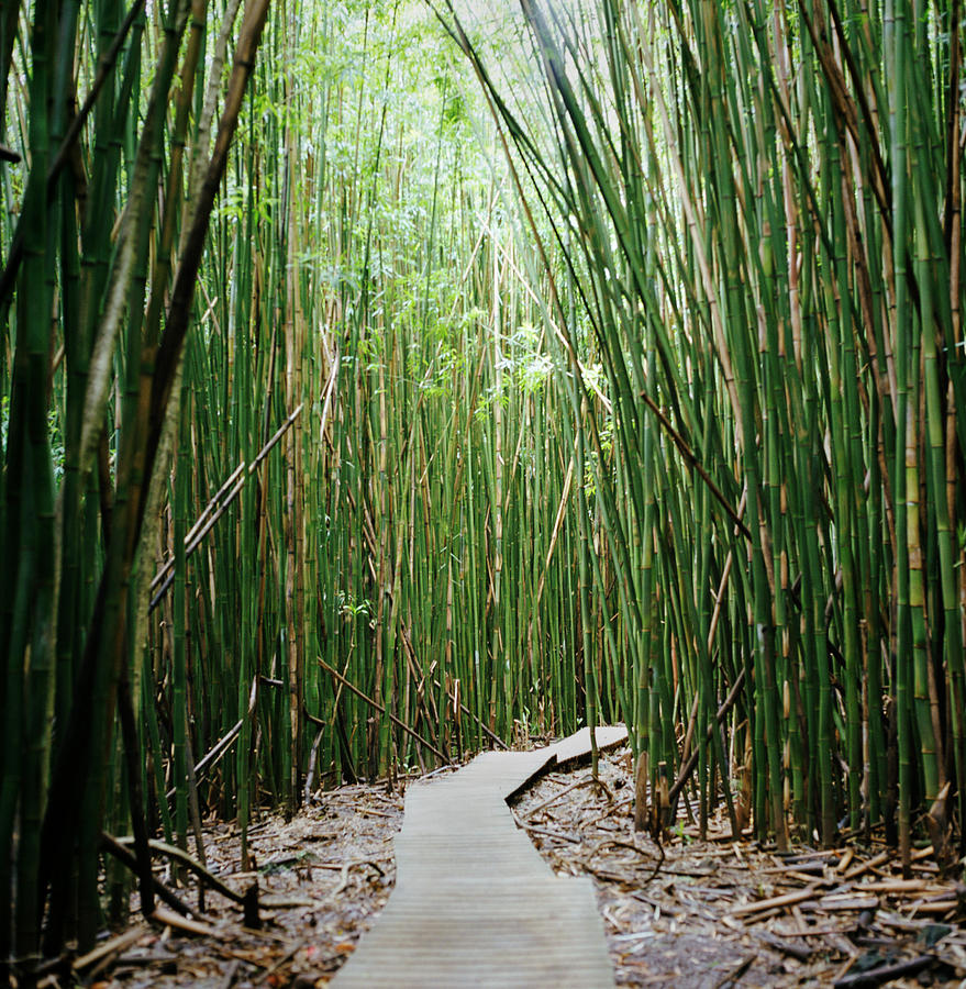 Boardwalk Through Bamboo Forest Photograph by Danielle D. Hughson