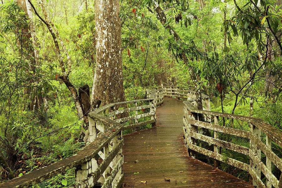 Adam Jones Photograph - Boardwalk Through Swamp And Bald by Adam Jones Adam Jones Photograph - Boardwalk Through Swamp And Bald by Adam Jones