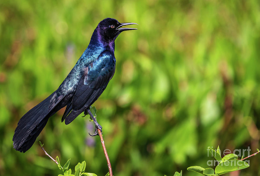 Boat-tailed Grackle Photograph by Jim Gillen