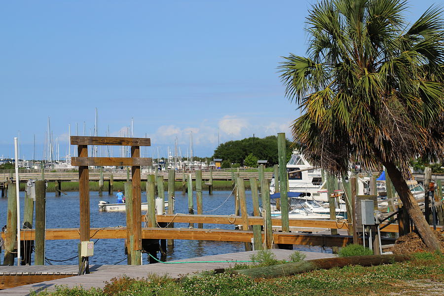 Boats And Palm Tree At Southport Photograph