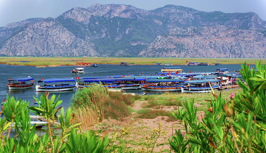 Boats in the Dalyan delta Photograph by Sun Travels