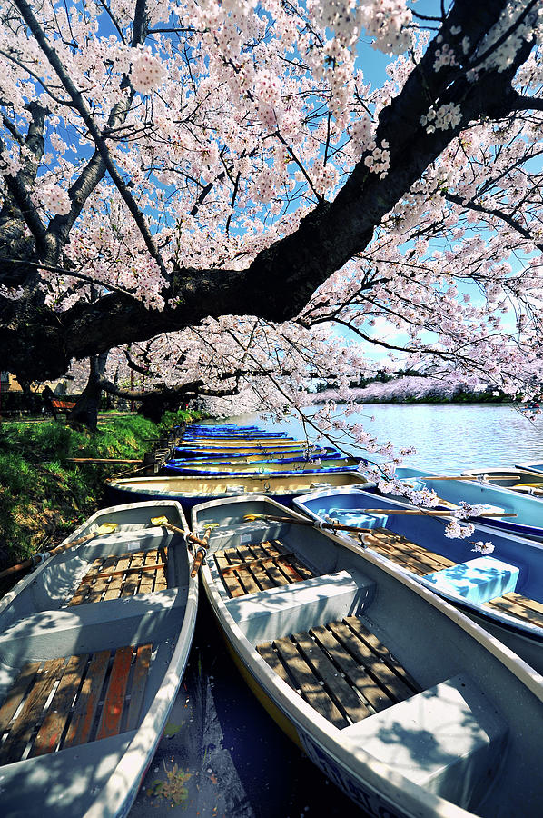 Boats On Hirosaki Castle Moat Photograph by Photo By Glenn Waters In Japan