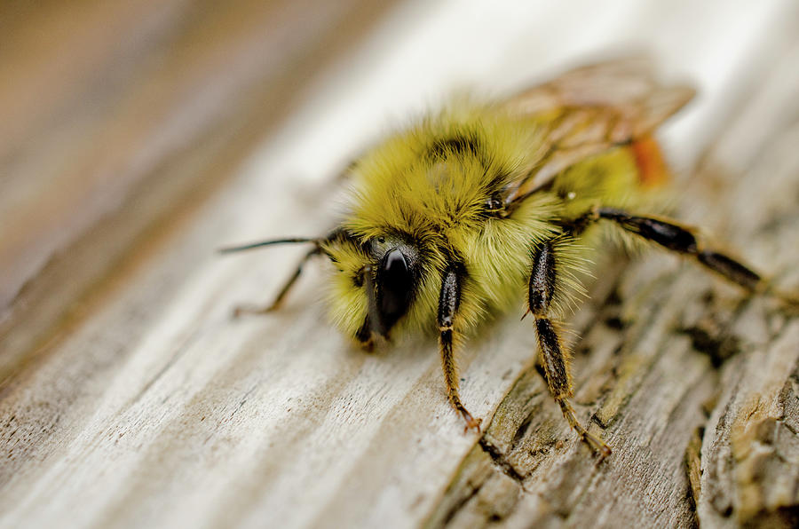Nature Photograph - Bob the Bee by Nathan Carlsen