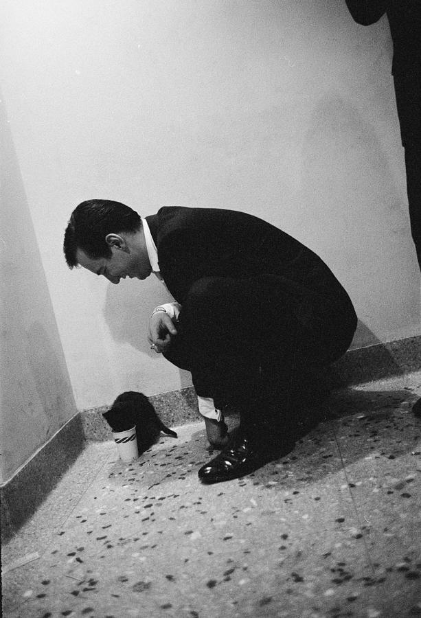 Music Photograph - Bobby Darin Plays With Kitten by Allan Grant