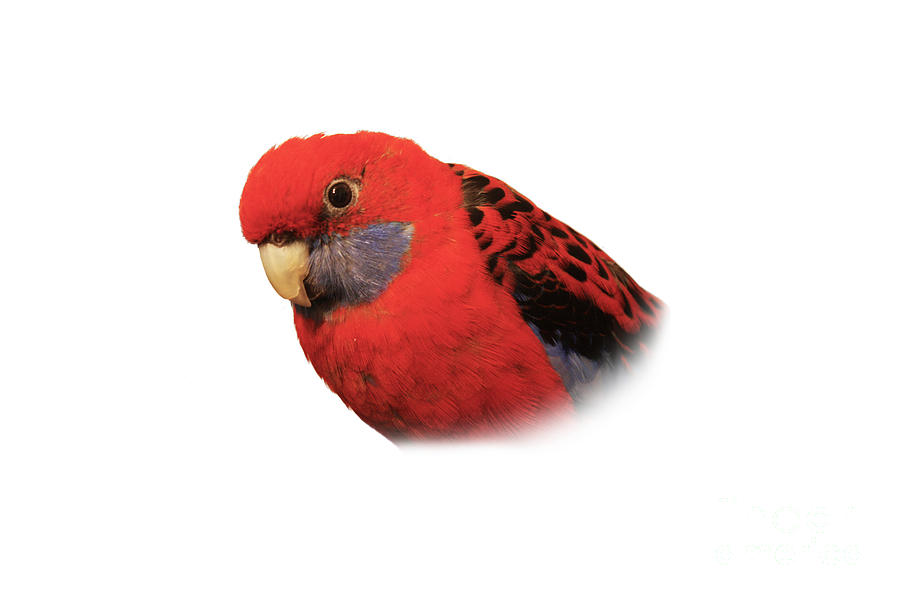 Bobby the Crimson Rosella on Transparent background Photograph by Terri Waters