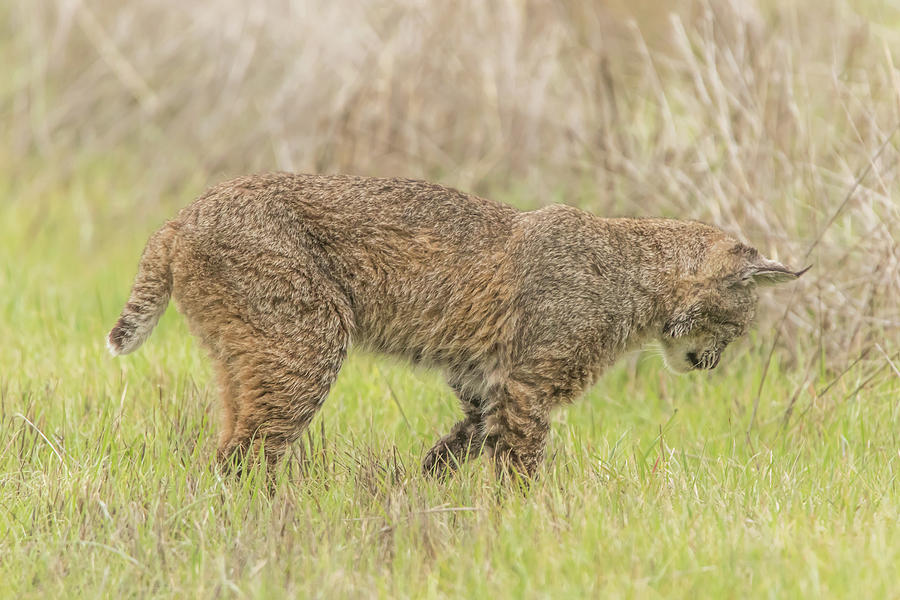 Bobcat About to Pounce Photograph by Marc Crumpler