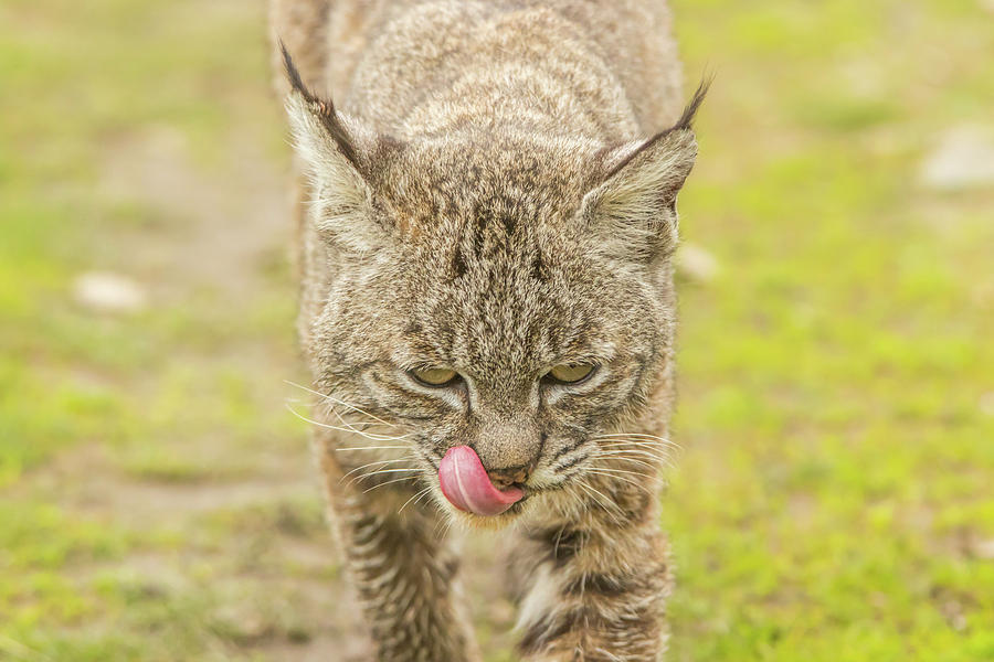 Bobcat After Eating Photograph by Marc Crumpler