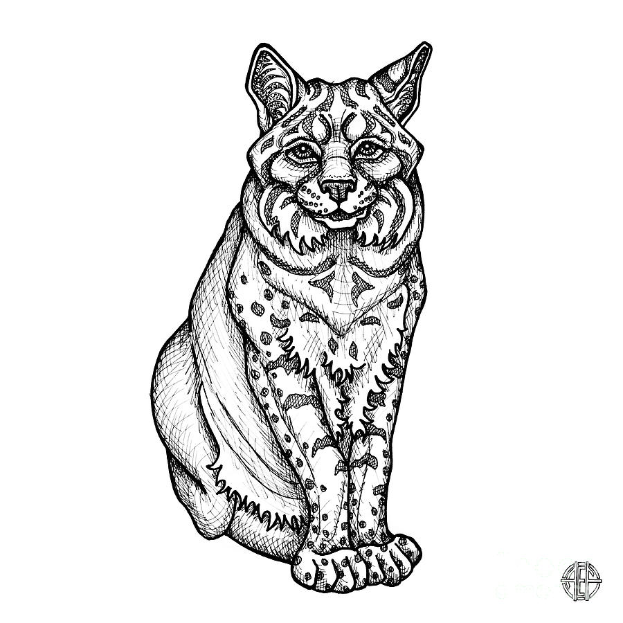 Bobcat Drawing by Amy E Fraser