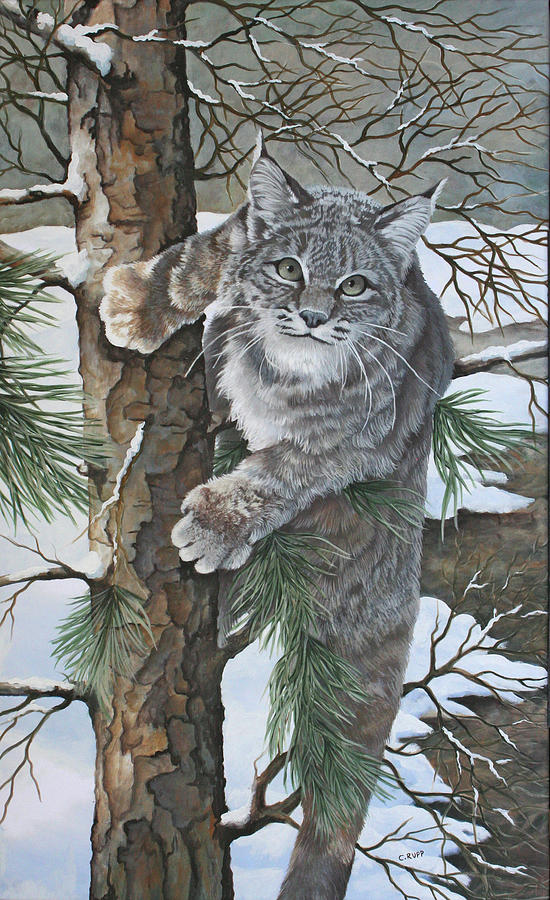 Cat Painting - Bobcat by Carol J Rupp