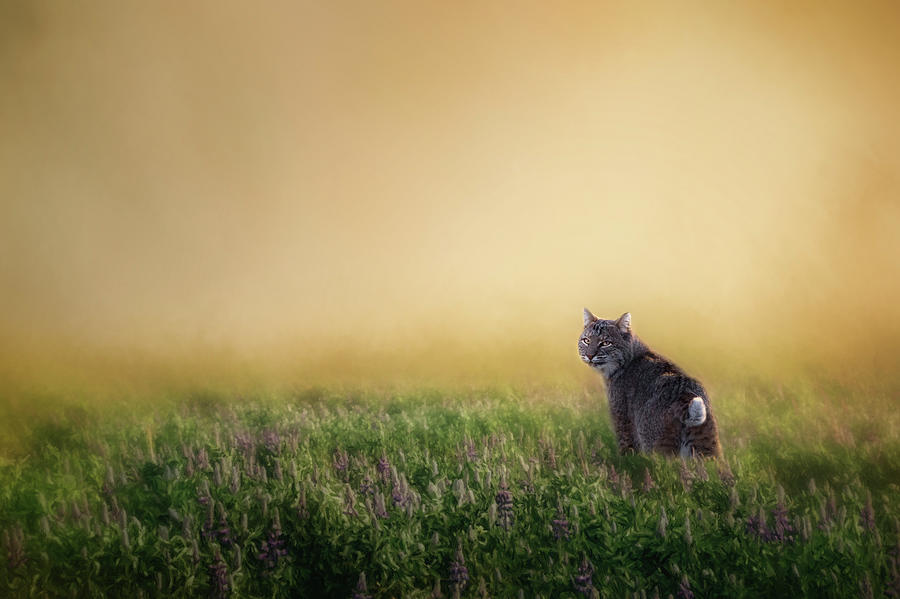 Bobcat Eyes Photograph by Bill Wakeley