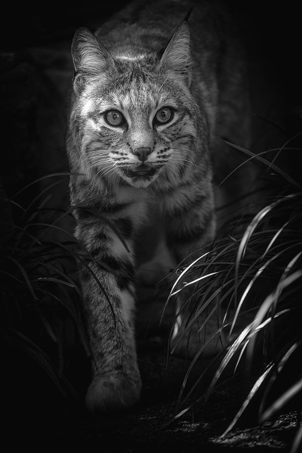 Bobcat Photograph by Hisashi Ishikawa - Fine Art America