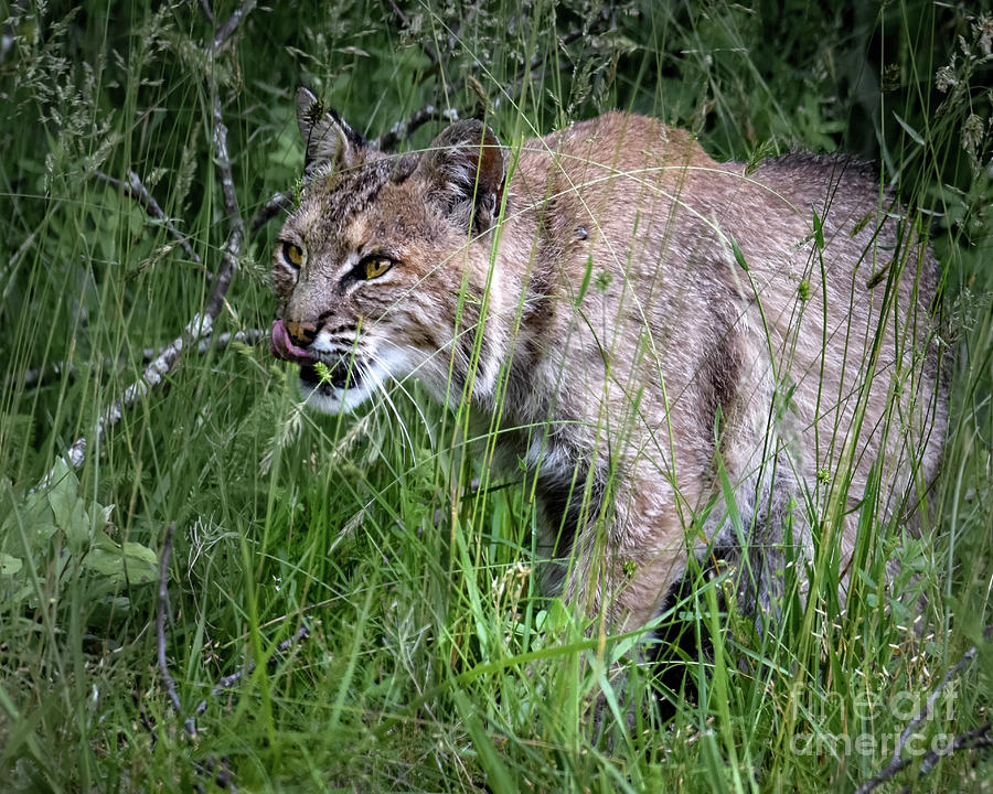 Bobcat Hunting Photograph by Amy Porter