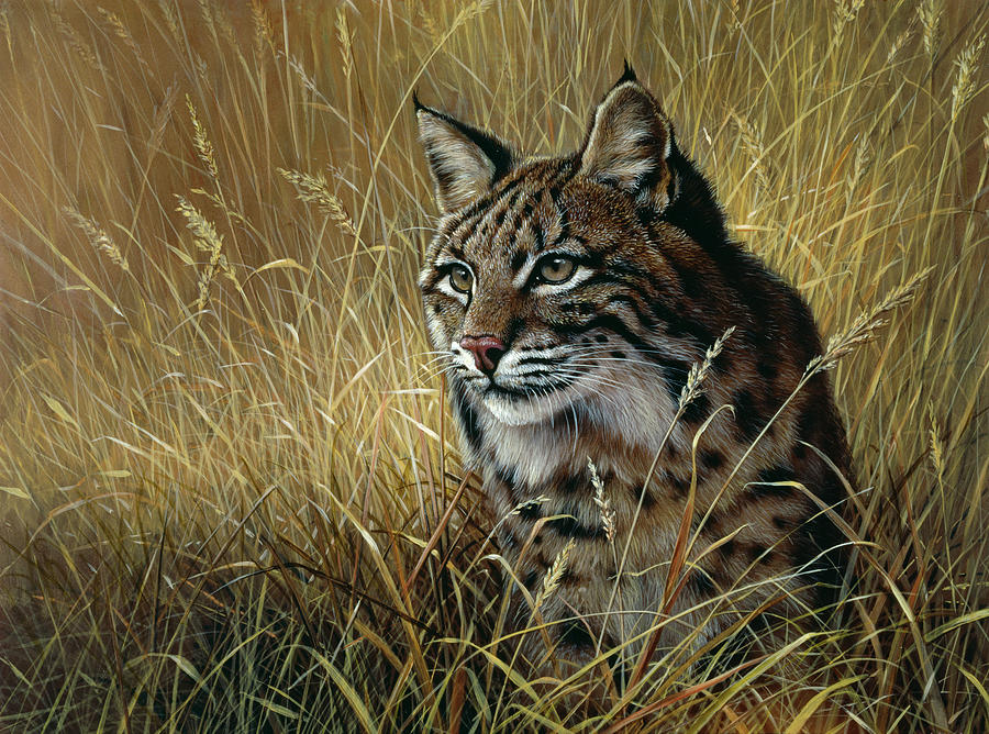 Bobcat In Grass Painting by Harro Maass - Pixels