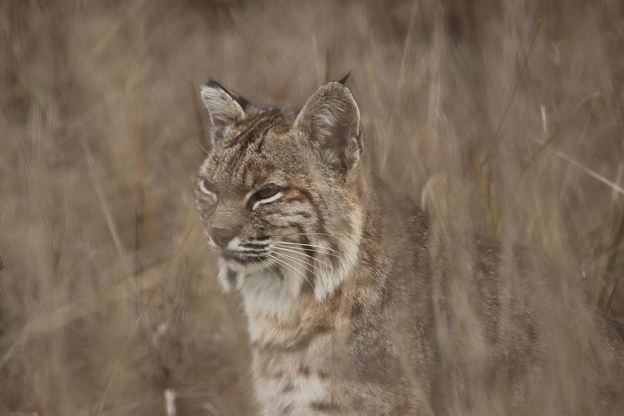 Bobcat in Tall Grass by Paul Comish Bobcat in Tall Grass by Paul Comish