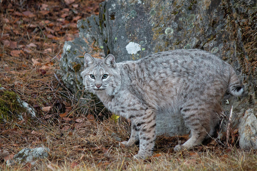 Bobcat in the Fall 2076 Photograph by Teresa Wilson