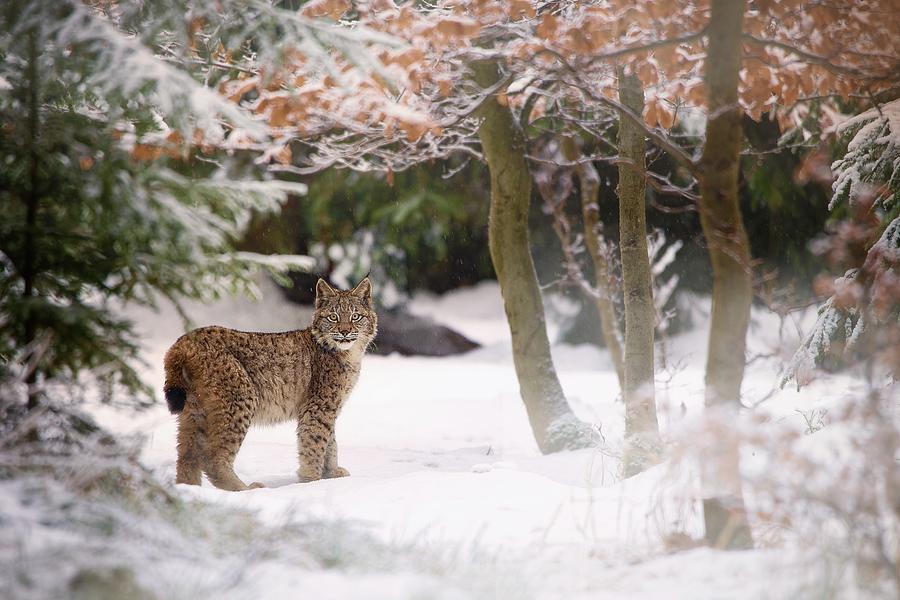 Animal Photograph - Bobcat In The Forest by Michaela Fireov