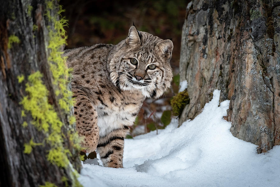 Bobcat in the Snow Photograph by Kelly's Nature Photography - Fine Art ...