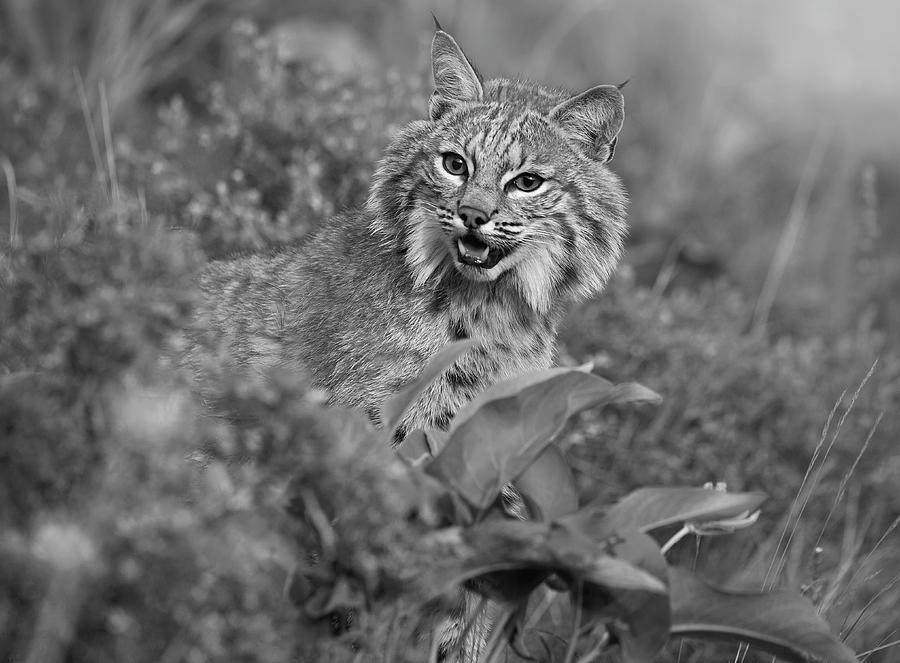 Bobcat In Undergrowth Photograph by Tim Fitzharris