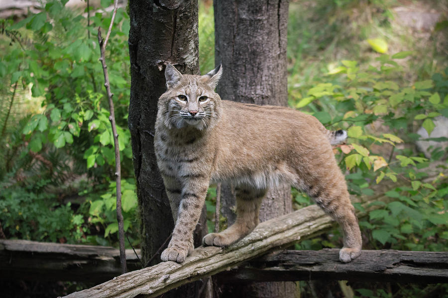 Bobcat Photograph by James Farrell - Fine Art America