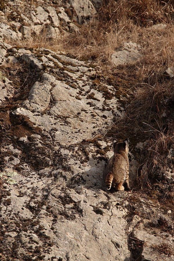 Bobcat Kitten Navigates Terrain by Paul Comish Bobcat Kitten Navigates Terrain by Paul Comish
