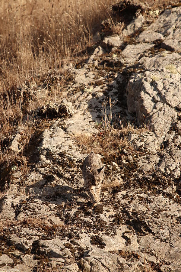 Bobcat Kitten on Rocks by Paul Comish Bobcat Kitten on Rocks by Paul Comish