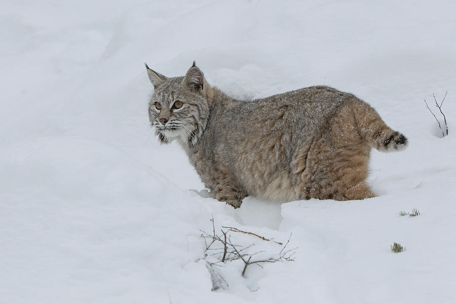 Bobcat (lynx Rufus) Standing In Deep Photograph by Sarah Darnell