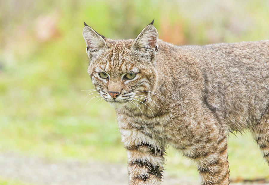 Bobcat on the Prowl Photograph by Marc Crumpler