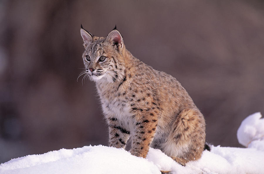 Bobcat Or Red Lynx Felis Rufus Sitting Photograph by Nhpa
