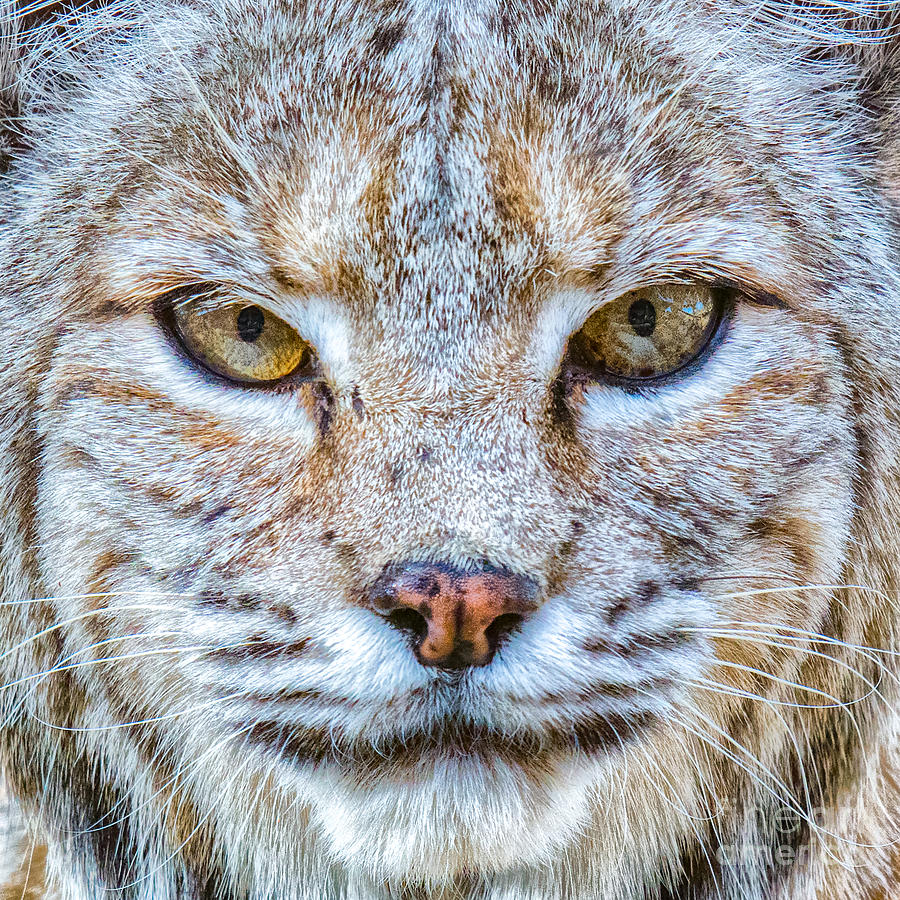 Wildlife Photograph - Bobcat Portrait by Lisa Manifold